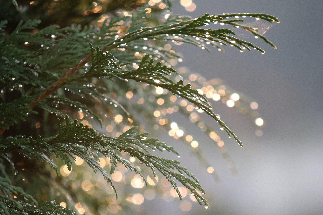 thuja 4361821 1280